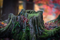 Fall Stump