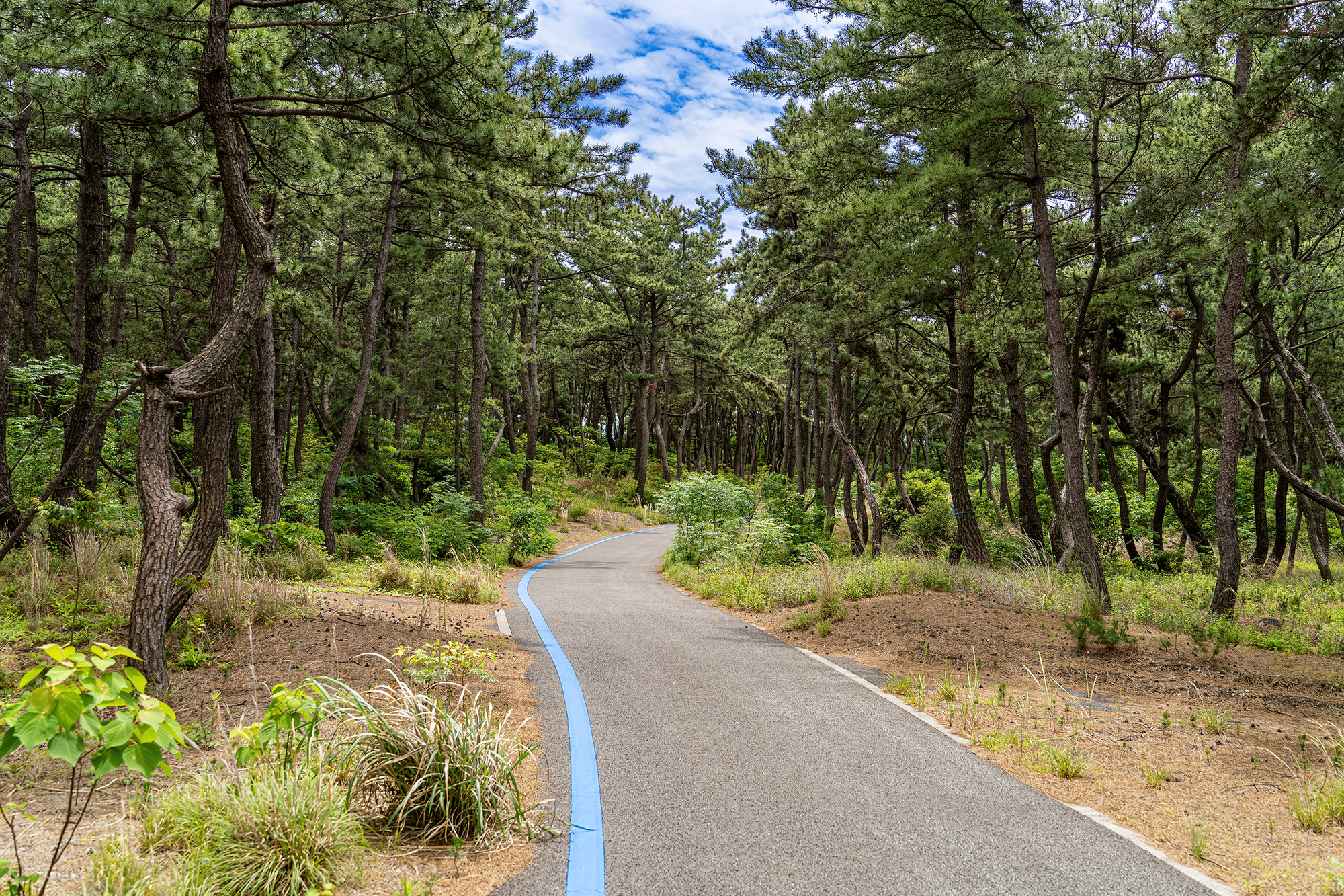 Follow the Path