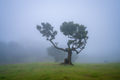 Foggy Forest