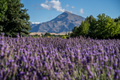 Purple Fields