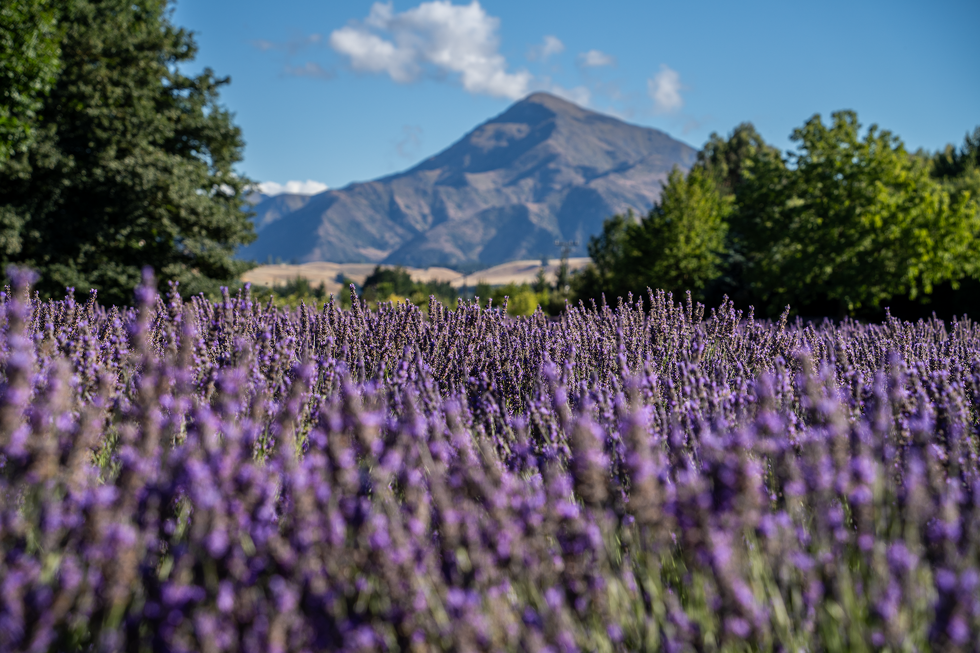 Purple Fields