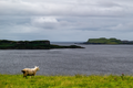The Sheep