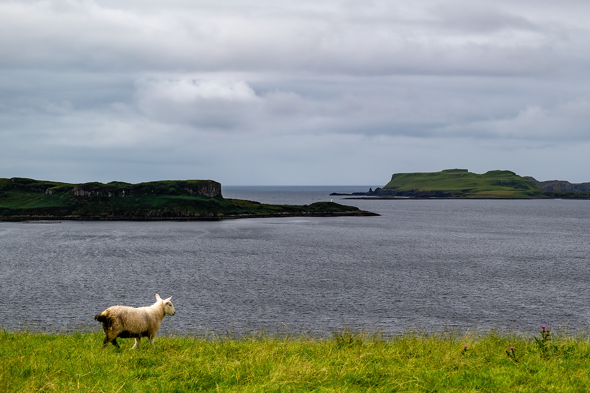 The Sheep