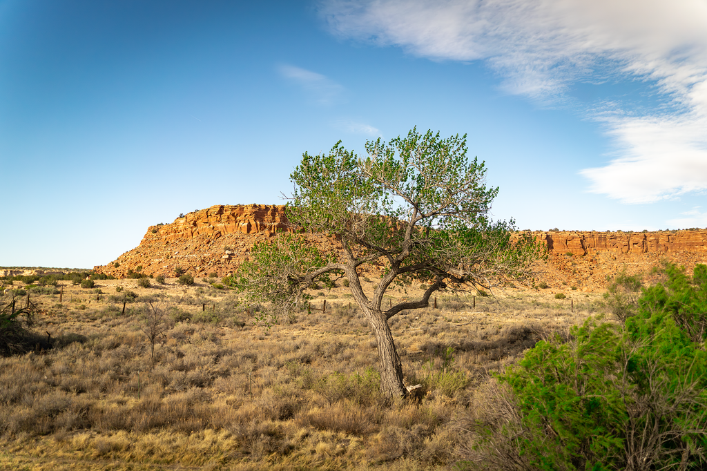 The Desert Tree