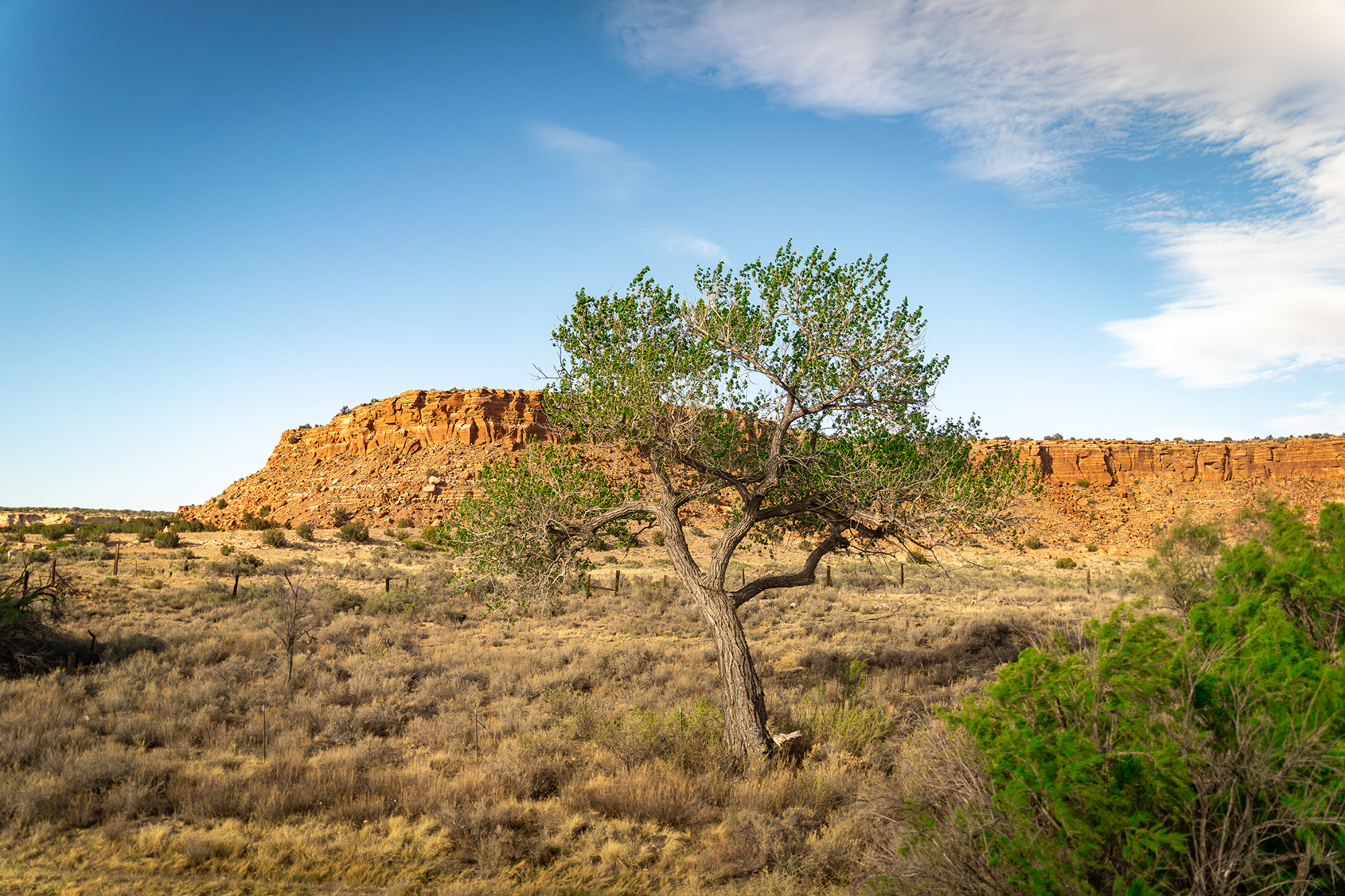 The Desert Tree