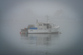 Foggy Apparition