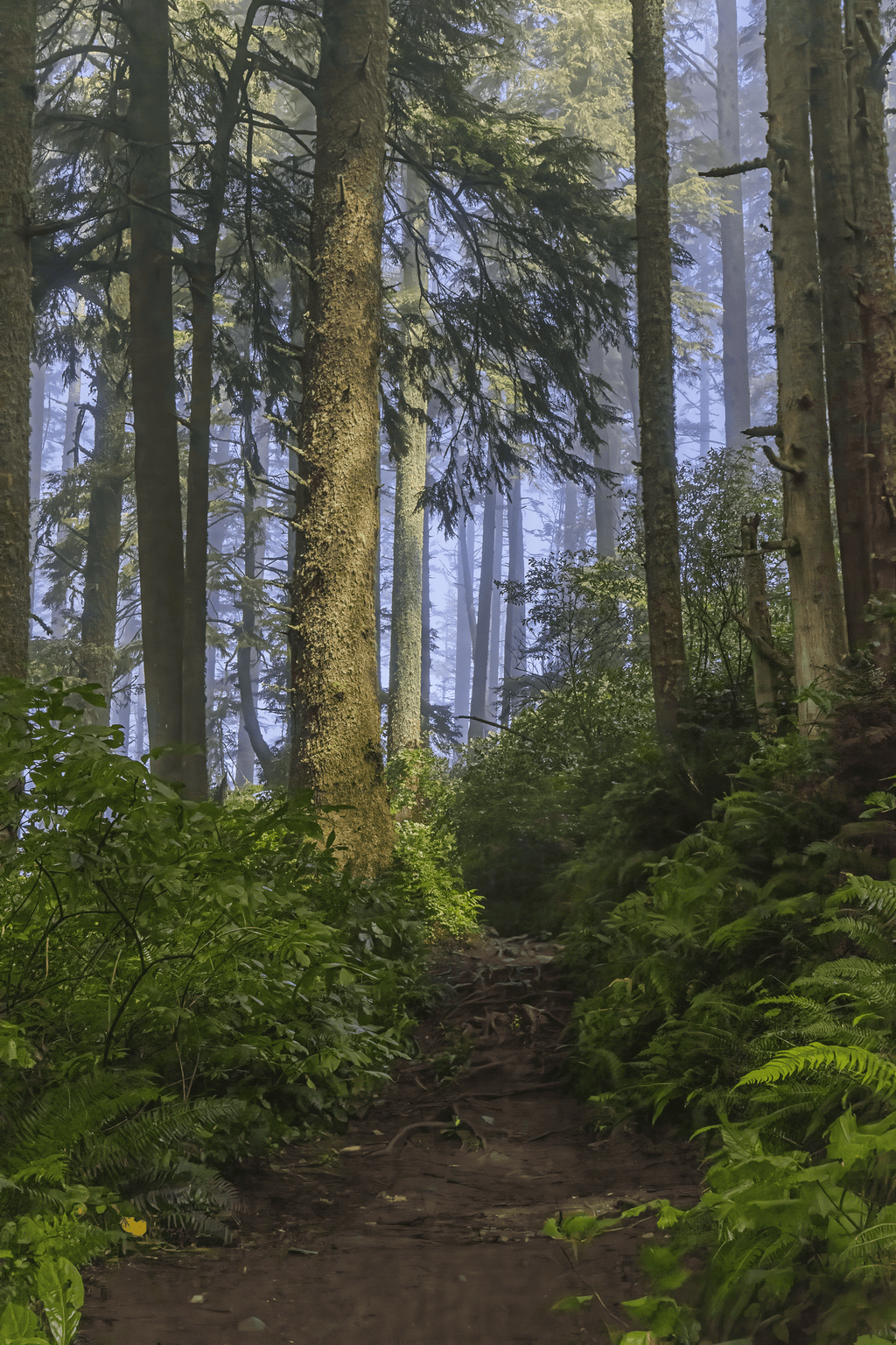 Forest Walk