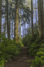 Forest Walk