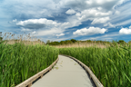 Through the Rushes
